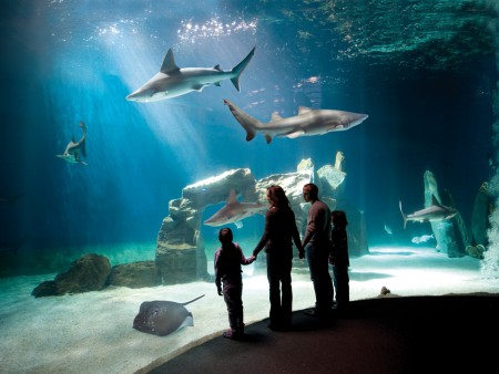 VISITA ALL'ACQUARIO 2013